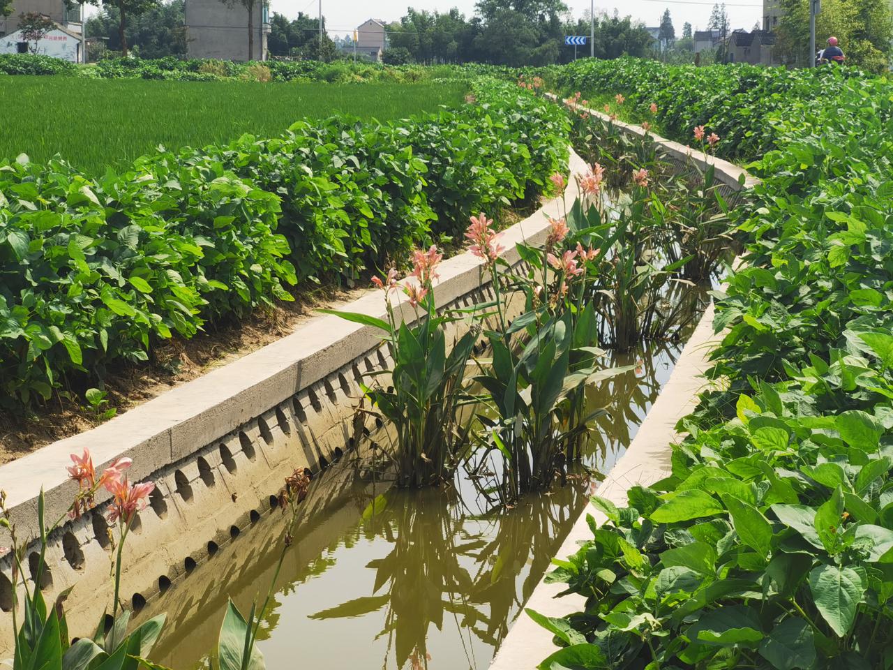 记者了解到,生态沟渠只是水稻田农业退水过滤之路的第一步,而后尾水经