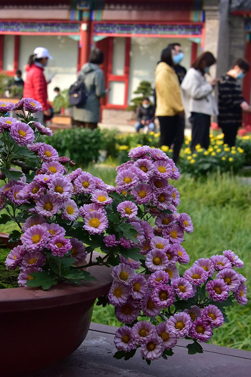 北海公園菊花盛放 色彩斑斕鮮豔奪目